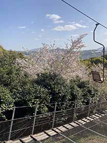 松山城フォークリフトからの桜