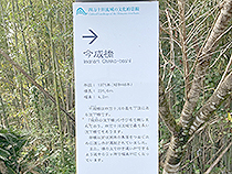 四万十川の沈下橋「今成橋」①