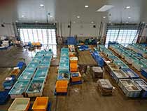 八幡浜水産市場G