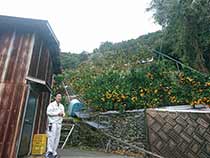 八幡浜日の丸みかん山@